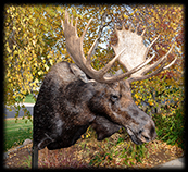 shiras moose mount